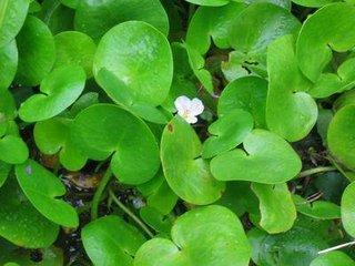 霍格沃茨流液草种植法揭秘 霍格沃茨流液草种植法揭秘