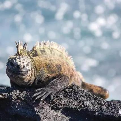 《海绵宝宝》史前海藻森林指南，轻松收集攻略！