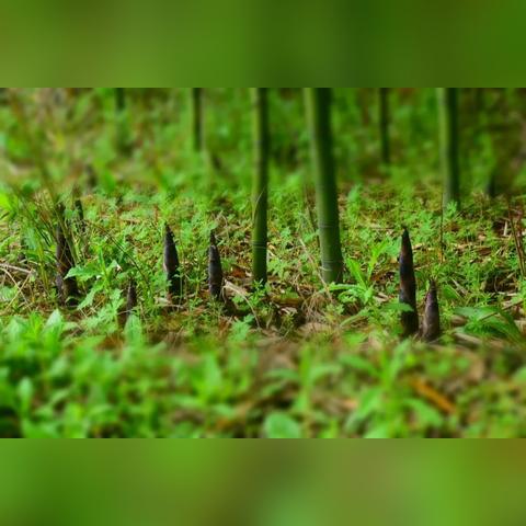 竹山百花流配置，如何觅长生？