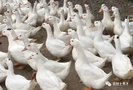 鹅鸭杀鸽子技能揭秘:如何快速胜利? 鹅鸭杀鸽子技能揭秘:如何快速胜利?