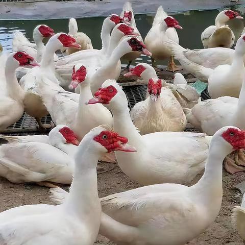 鹅鸭杀职业技巧速成指南 鹅鸭杀职业技巧速成指南