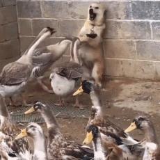 《鹅鸭杀》沙地图攻略:揭秘隐藏任务! 《鹅鸭杀》沙地图攻略:揭秘隐藏任务!