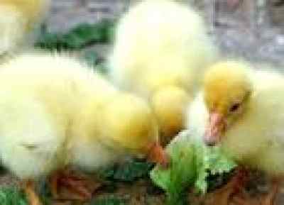 鹅鸭杀实用小Tips,轻松解决游戏痛点 鹅鸭杀实用小Tips,轻松解决游戏痛点