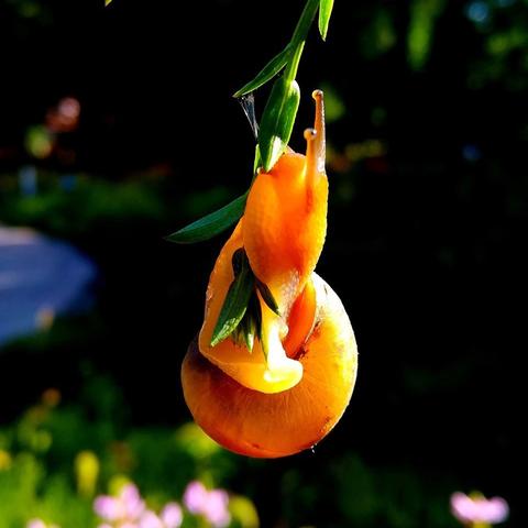 鹅鸭杀食鸟鸭玩法攻略,轻松升级! 鹅鸭杀食鸟鸭玩法攻略,轻松升级!