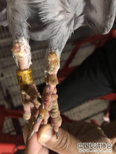 鹅鸭杀鸽子感染发现？揭秘胜利关键