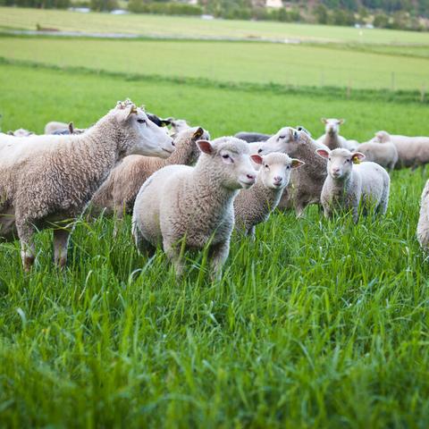 羊了个羊12月29日通关攻略，快速通关秘籍！