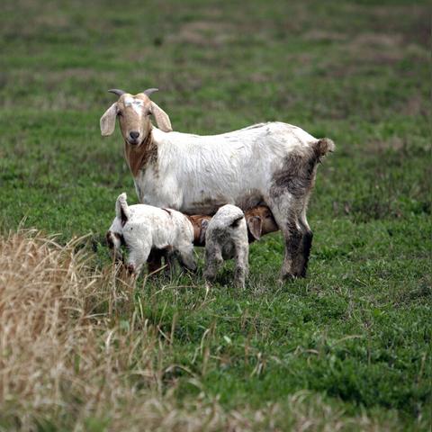 羊了个羊12月29日通关秘诀！快速通关攻略