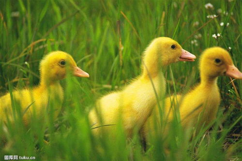 鹅鸭杀鸭队玩法攻略：轻松制胜秘诀