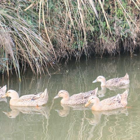 《鹅鸭杀》地下室地图攻略揭秘 《鹅鸭杀》地下室地图攻略揭秘