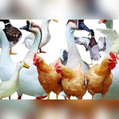 《鹅鸭杀》地下室地图攻略揭秘 《鹅鸭杀》地下室地图攻略揭秘