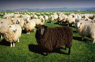 《黑羊》揭秘：揭秘贪婪世界，如何摆脱“羊群效应”？