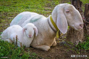 羊了个羊10月4日第二关攻略 羊了个羊10月4日第二关攻略