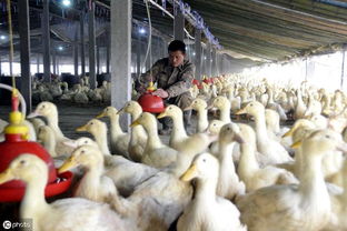 鹅鸭杀登不上？5招解决连不上问题