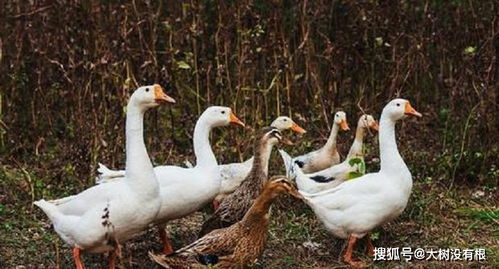 《鹅鸭杀》扩音机制揭秘：扩音是什么？