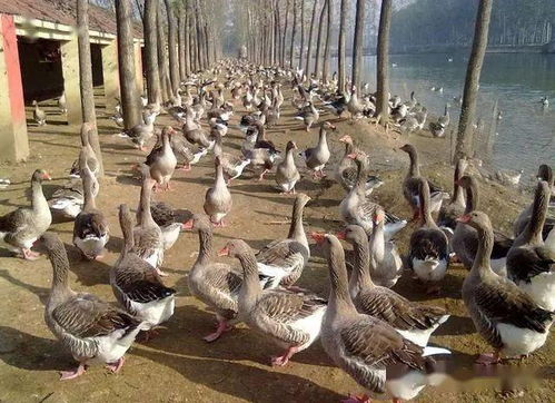 鹅鸭杀官网链接揭秘！快速找到官方入口