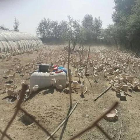 羊了个羊1月5日通关攻略,速看!破解技巧大揭秘 羊了个羊1月5日通关攻略,速看!破解技巧大揭秘