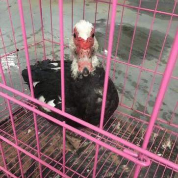 《鹅鸭杀》报警快捷键揭秘!快速报警技巧! 《鹅鸭杀》报警快捷键揭秘!快速报警技巧!