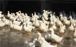 《鹅鸭杀》开麦必看!开麦技巧揭秘 《鹅鸭杀》开麦必看!开麦技巧揭秘