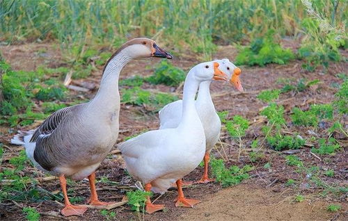 《鹅鸭杀》开麦必看!开麦技巧揭秘 《鹅鸭杀》开麦必看!开麦技巧揭秘