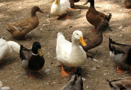 鹅鸭杀鸽子玩法技巧揭秘!快速上手攻略 鹅鸭杀鸽子玩法技巧揭秘!快速上手攻略