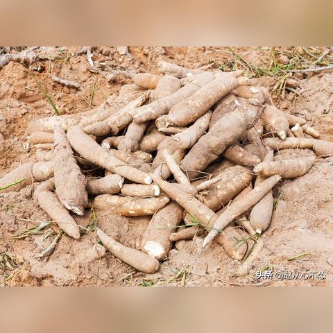 《死亡细胞》新手攻略:各地图流程详解! 《死亡细胞》新手攻略:各地图流程详解!