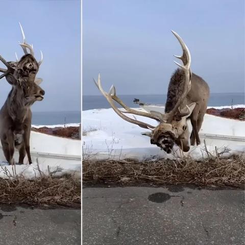 堡垒之夜RV王冠金属乌龟潜艇位置+第一周跳舞任务攻略