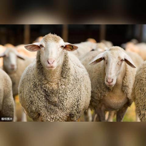 《羊了个羊》11.2话题PK攻略:11.2通关秘籍 《羊了个羊》11.2话题PK攻略:11.2通关秘籍