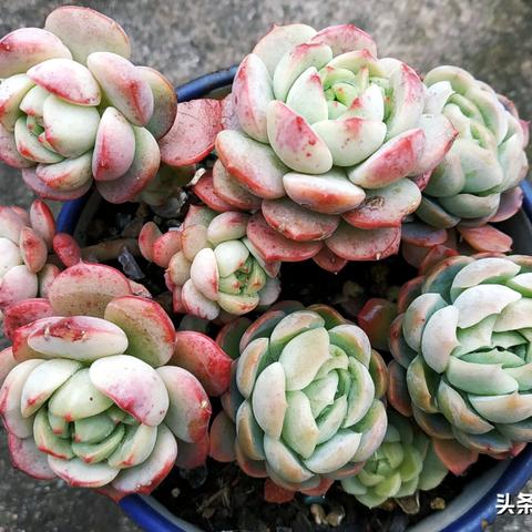 《羊了个羊》10月20日通关秘籍 《羊了个羊》10月20日通关秘籍