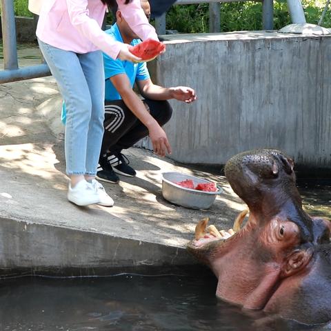 动物园之星在哪下载?安装指南 动物园之星在哪下载?安装指南