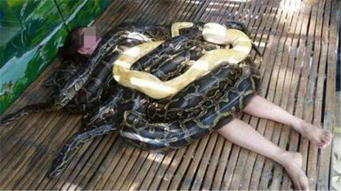 太吾绘卷抓蛇技巧 新手必看抓蛇方法 太吾绘卷抓蛇技巧 新手必看抓蛇方法