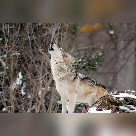 《饿狼传说群狼之城》配置一览，最低要求玩转核心