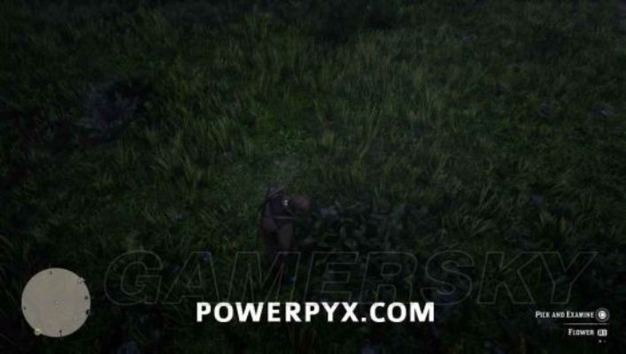 《荒野大镖客2》珍品兰花全植物位置揭秘 《荒野大镖客2》珍品兰花全植物位置揭秘