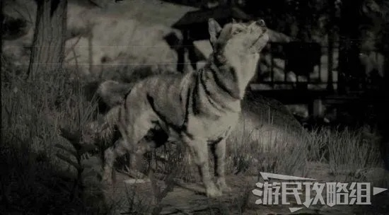 《荒野大镖客2》全动物素材用途解析