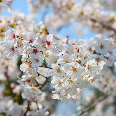 《街头霸王5》春日樱连招攻略