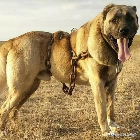 《战斧：野兽骑士》攻略详解+操作指南