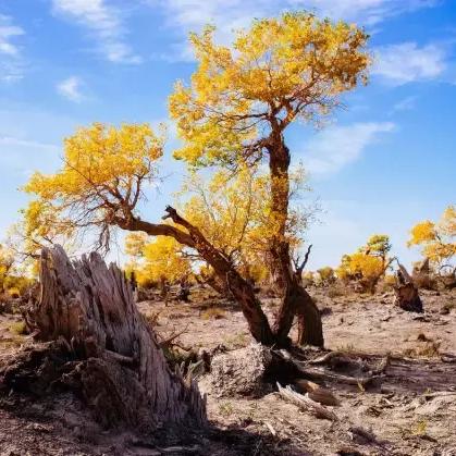《暗黑破坏神不朽》法师秘境PVE技能搭配攻略 《暗黑破坏神不朽》法师秘境PVE技能搭配攻略