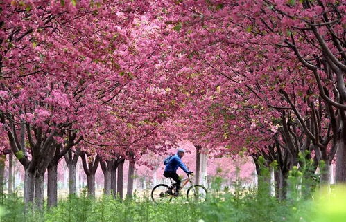 春日暖阳，《醉红楼》新服春意盎然狂欢启幕