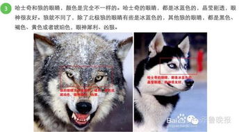 《只狼》喂狗组全流程手残党攻略视频 《只狼》喂狗组全流程手残党攻略视频