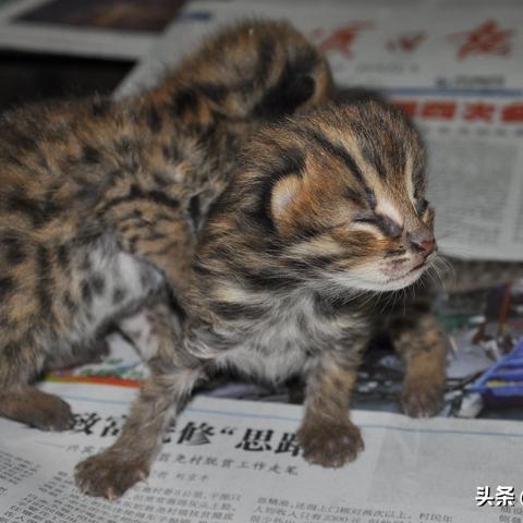 黑暗之魂3怪物图鉴:小怪特点解析 黑暗之魂3怪物图鉴:小怪特点解析