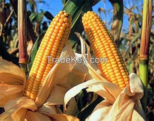 玉米(Maize)视频攻略 全流程解说 玉米(Maize)视频攻略 全流程解说