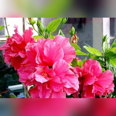 《苏丹游戏》新手攻略:玩法解析与开局流程 《苏丹游戏》新手攻略:玩法解析与开局流程