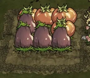 《饥荒》种植攻略：高效培育巨大作物技巧