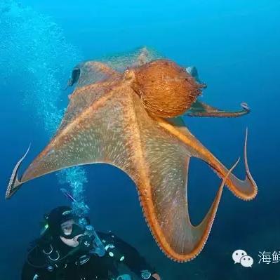 喷射战士3鱿鱼滚行操作指南