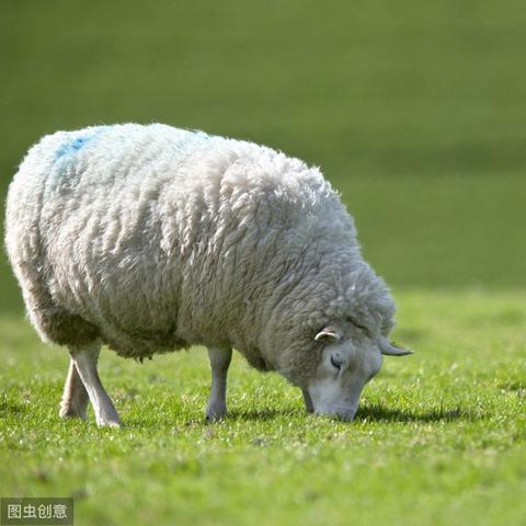 羊了个羊每日游戏次数限制