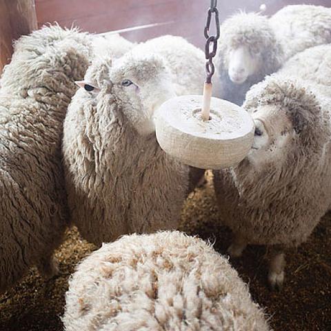 羊了个羊每日游戏次数限制