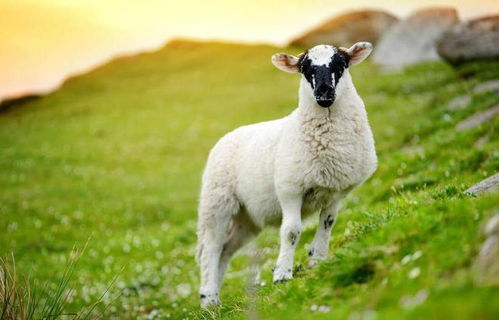 羊了个羊11月9日第二关攻略揭秘 羊了个羊11月9日第二关攻略揭秘