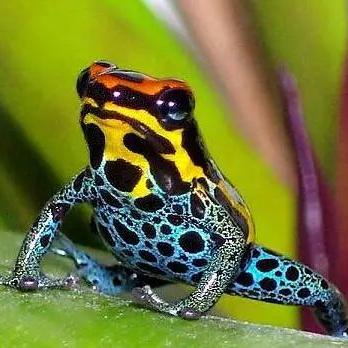 《流放之路2》亚马逊电矛搭配攻略 亚马逊剧情过渡解析 《流放之路2》亚马逊电矛搭配攻略 亚马逊剧情过渡解析