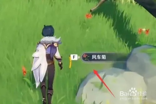 原神风车菊购买地点