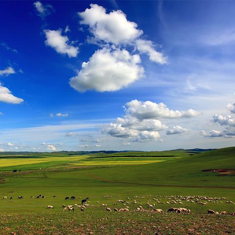 《燕云十六声》河西武林录100%寻宝攻略：河西宝箱、奇遇与猫戏全收录