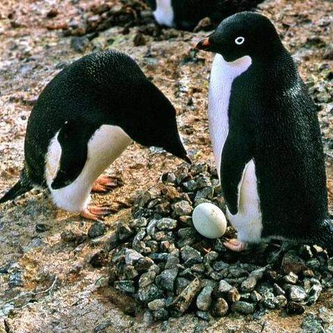 环保周奇遇：输入“勤劳致富”开启时光企鹅王之旅